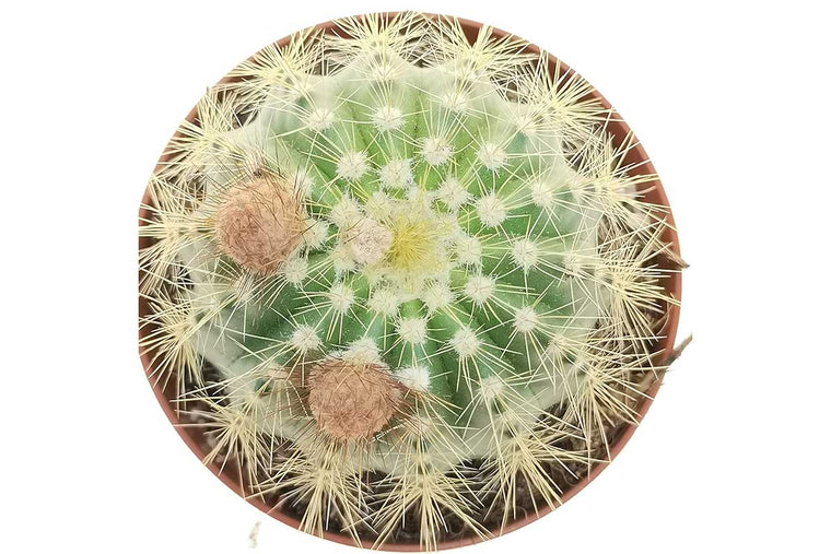 Eriocactus warasii 12cm