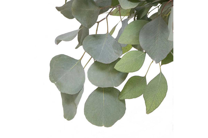 Eucalyptus cinerea (silver dollar)