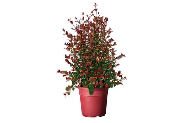 Eugenia 'etna fire'® - Ευγενία Αίτνα