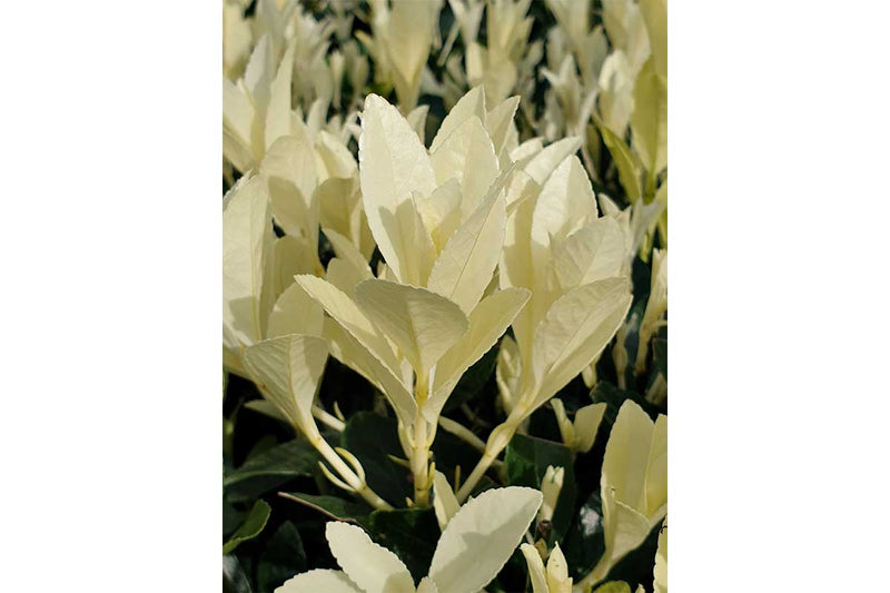Euonymus 'Himalaya'® 17cm