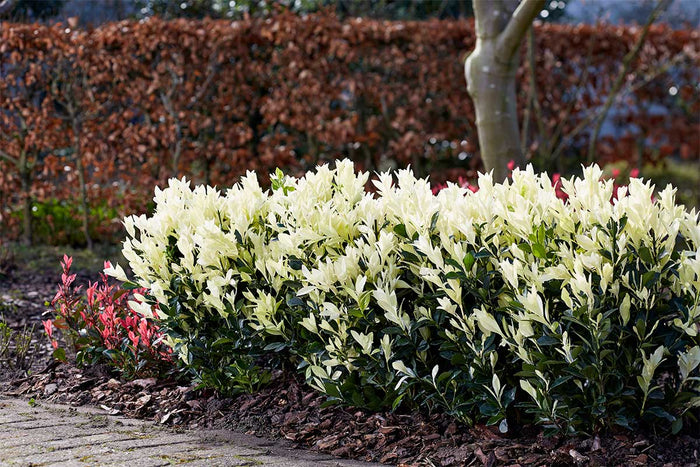 Euonymus 'Himalaya'® 17cm