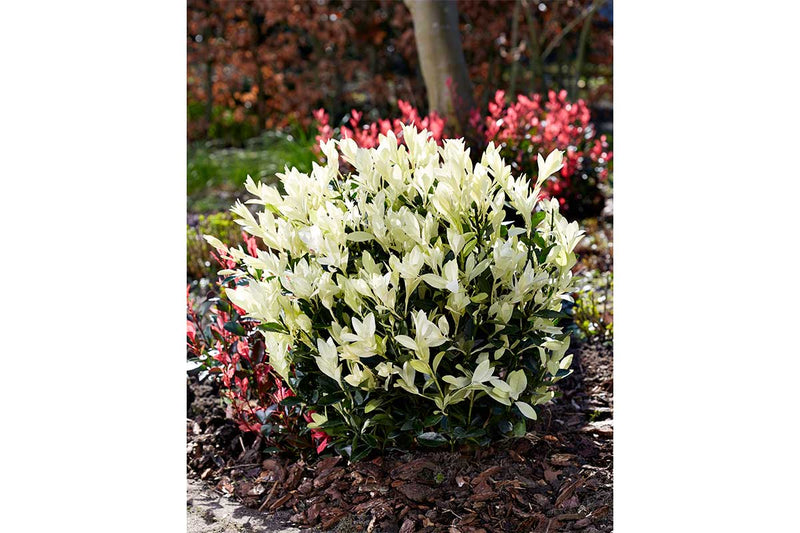 Euonymus 'Himalaya'® 17cm