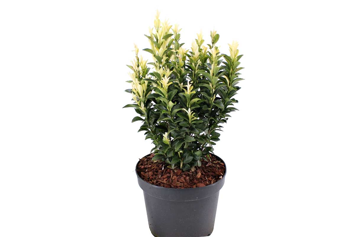 Euonymus 'Himalaya'® 19cm