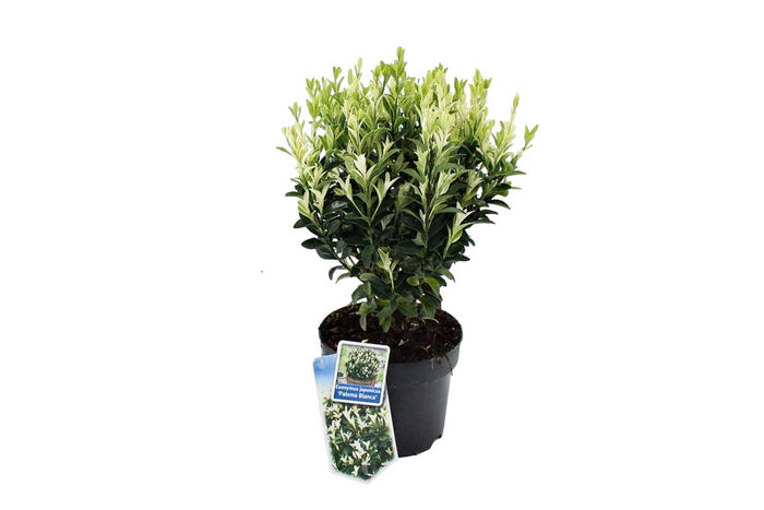 Euonymus 'paloma-blanca'® 17cm