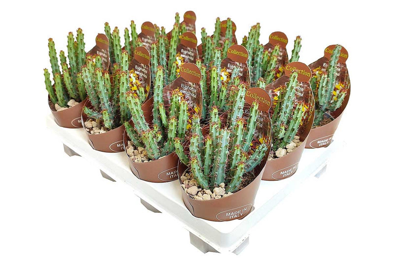 Euphorbia aeruginosa 6.5cm