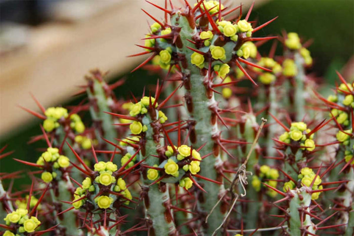 Euphorbia aeruginosa 6.5cm