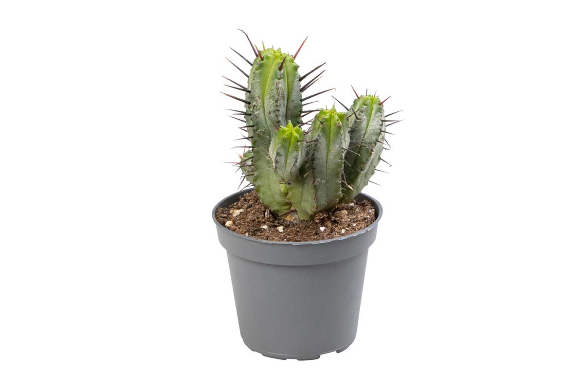 Euphorbia enopla 6cm