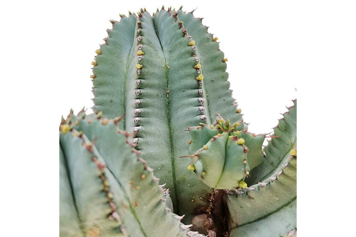 Euphorbia fruticosa inermis 17cm