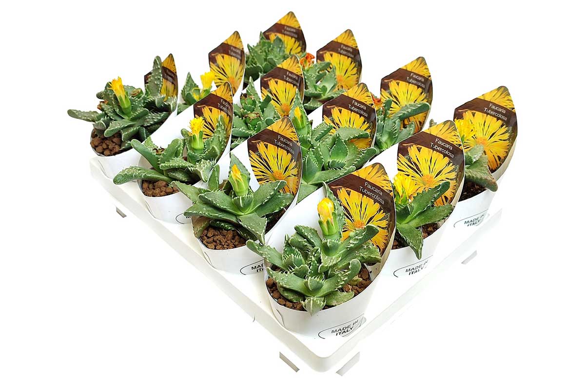 Faucaria tuberculosa 6.5cm