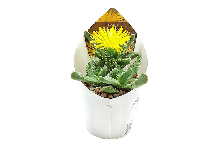 Faucaria tuberculosa 6.5cm