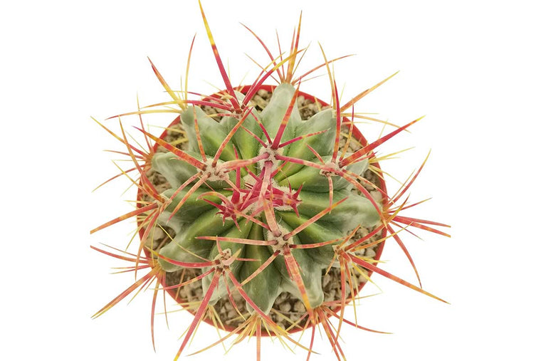 Ferocactus stainesii 12cm