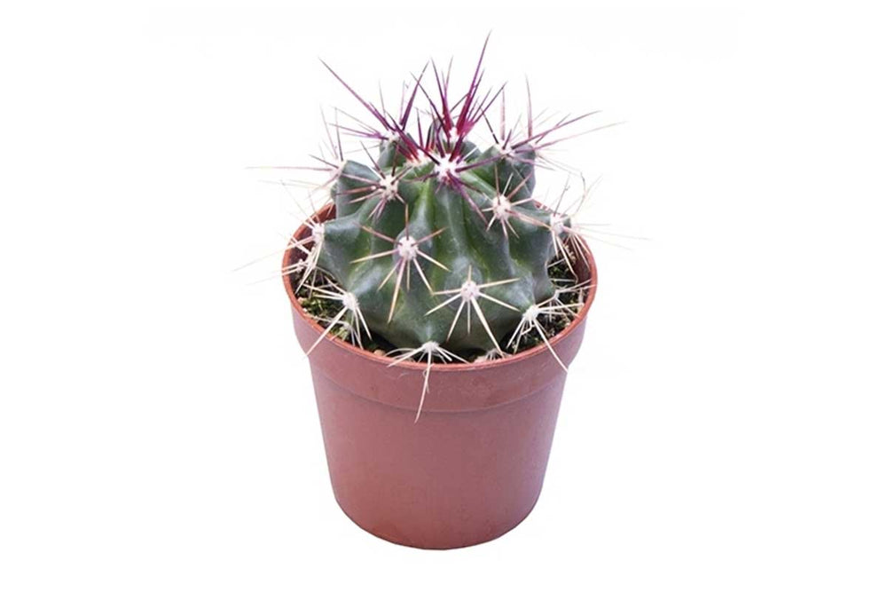 
                  
                    Ferocactus stainesii 5.5cm - Φερόκακτος
                  
                