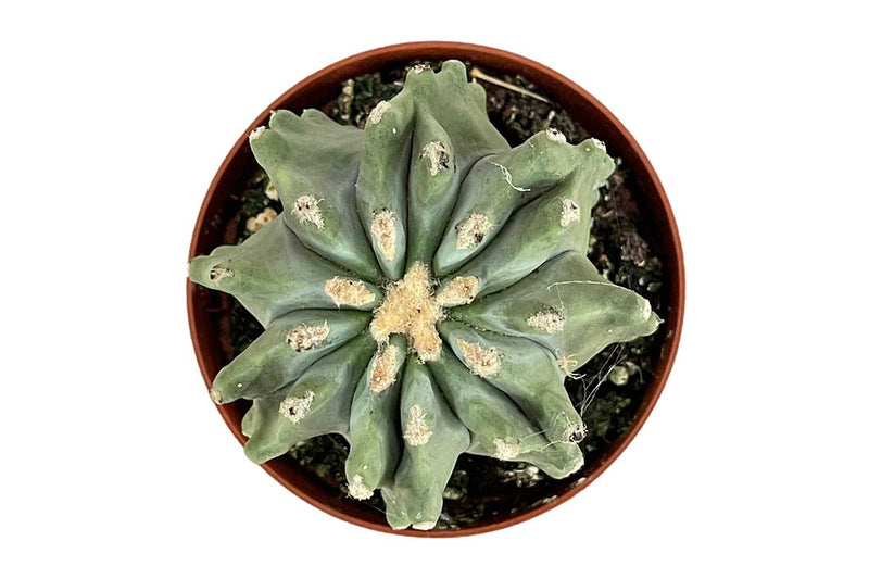 Ferocactus glaucescens 8.5cm
