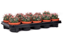 
                  
                    Ferocactus latispinus 10.5cm - Φερόκακτος
                  
                