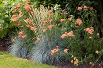 
                  
                    Festuca ´Elijah Blue´®
                  
                