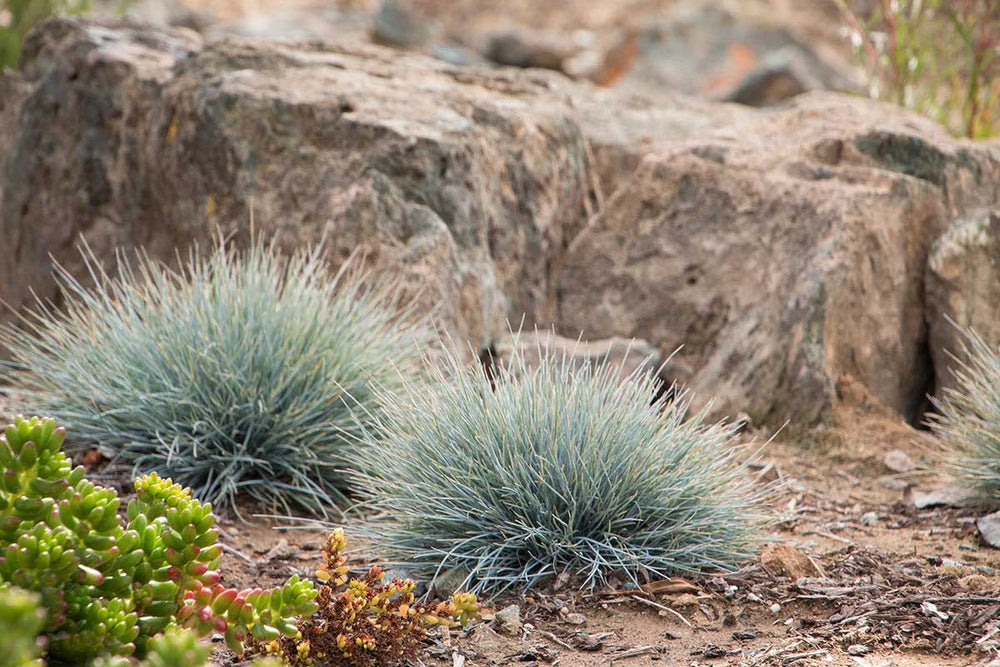
                  
                    Festuca ´Elijah Blue´
                  
                