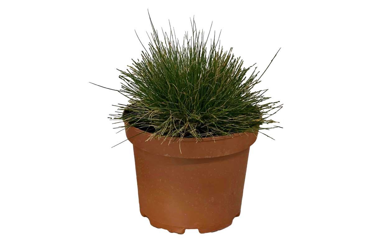 Festuca ´Sunrise´® 19cm