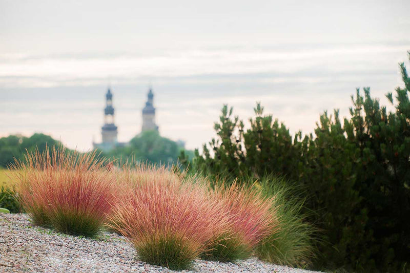 Festuca ´Sunrise´®