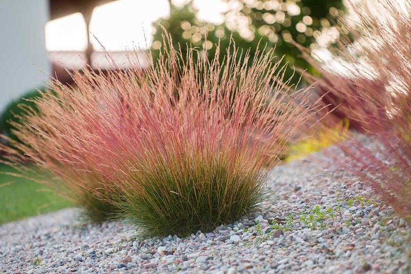 Festuca ´Sunrise´®