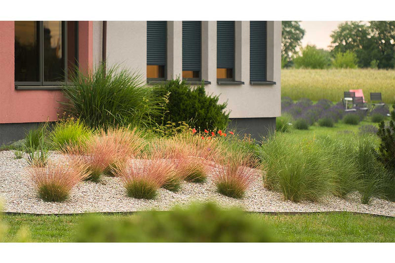 Festuca ´Sunrise´®