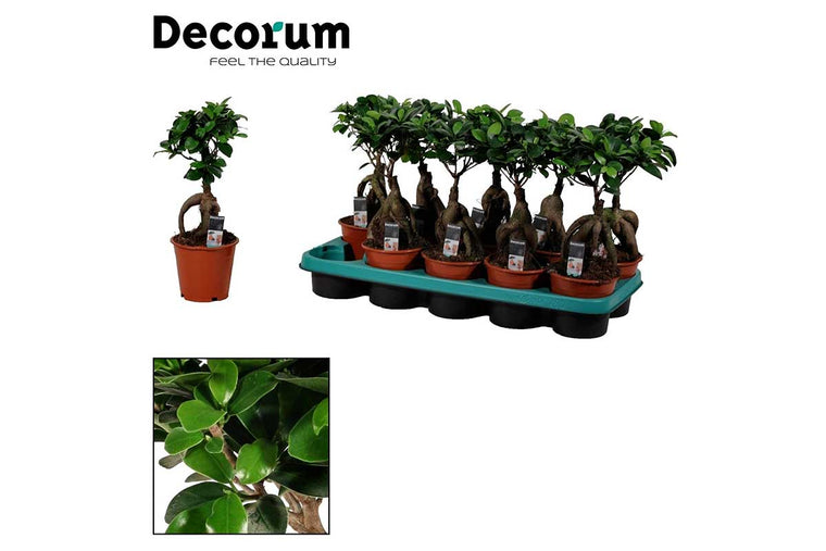 Ficus microcarpa ginseng 12cm