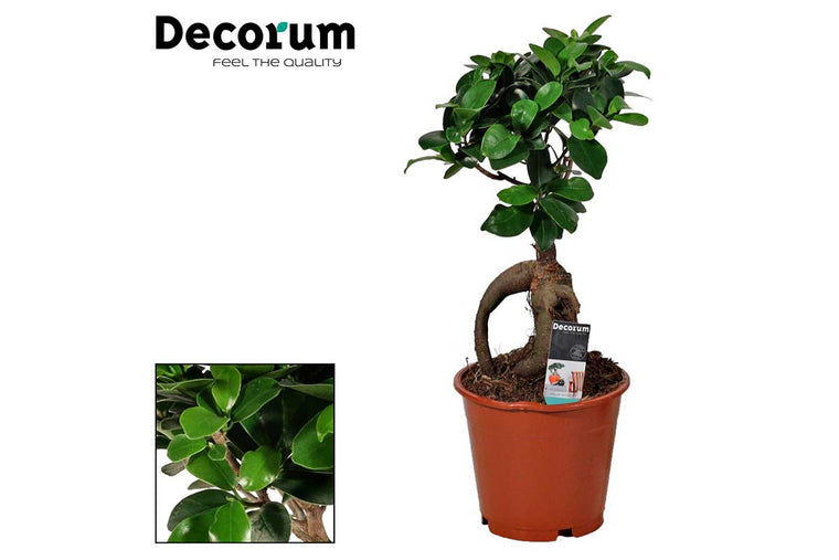 Ficus microcarpa ginseng 12cm - Φίκος μπονσάι