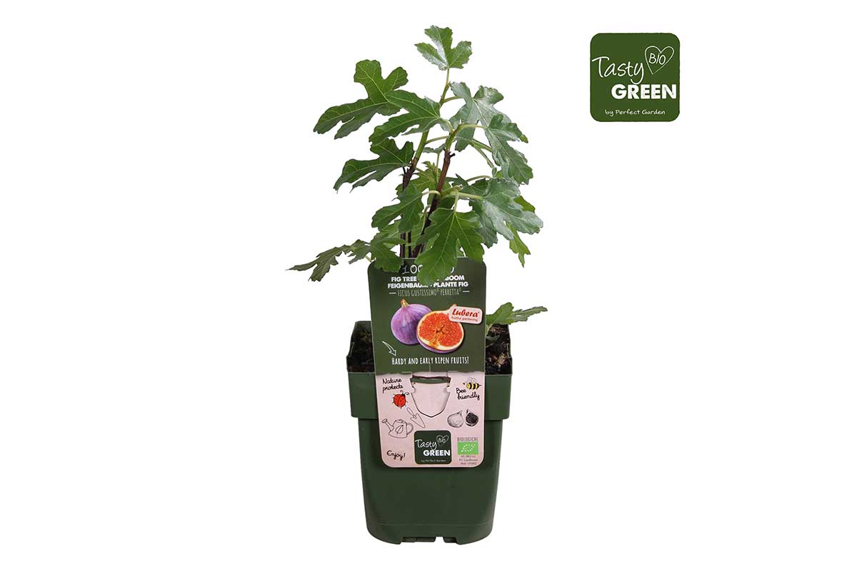 Ficus Gustissimo® Perretta® 13cm