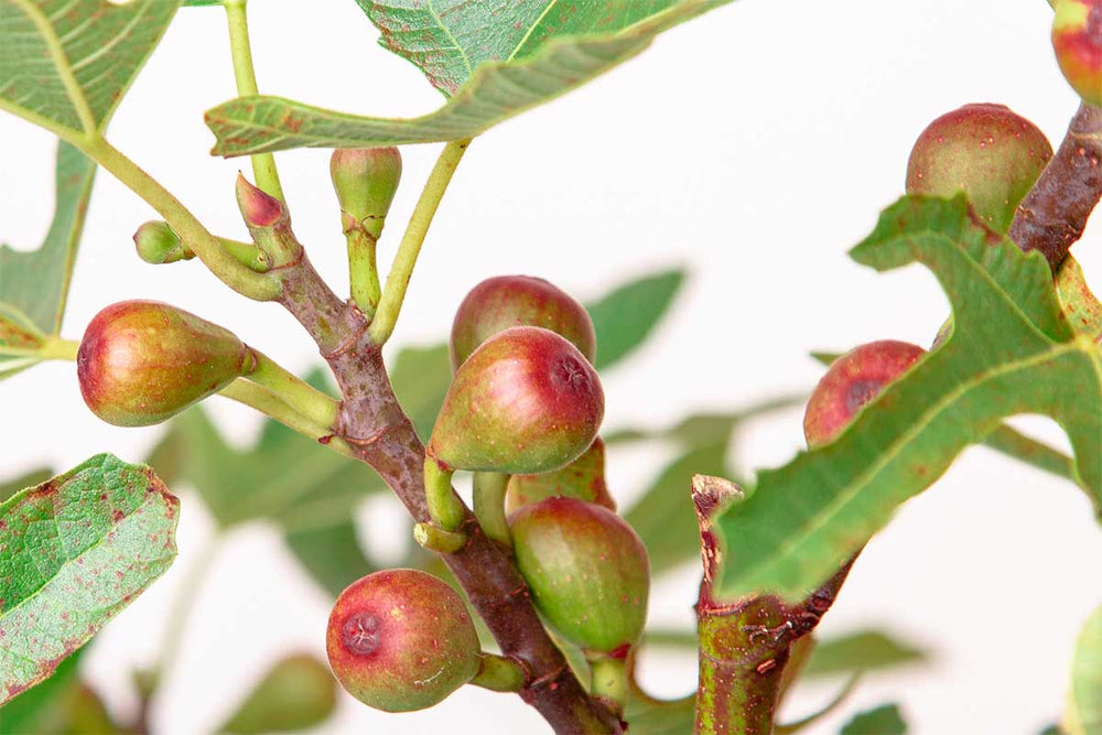 
                  
                    Ficus 'Little Miss Figgy'®
                  
                