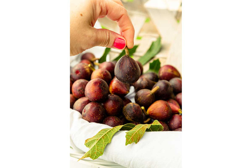 
                  
                    Ficus 'Little Miss Figgy'®
                  
                