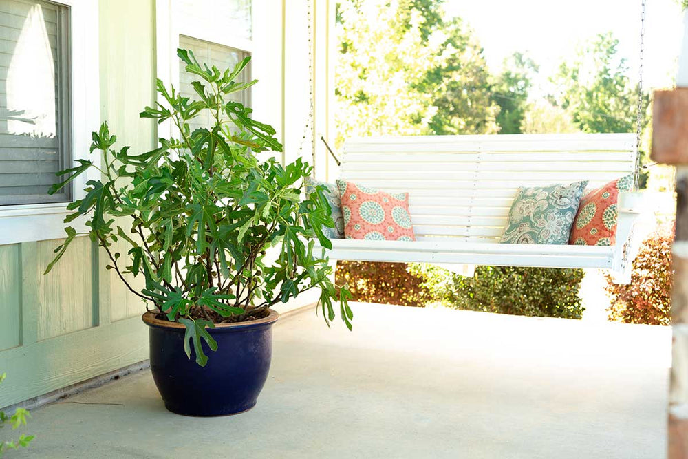 
                  
                    Ficus 'Little Miss Figgy'®
                  
                