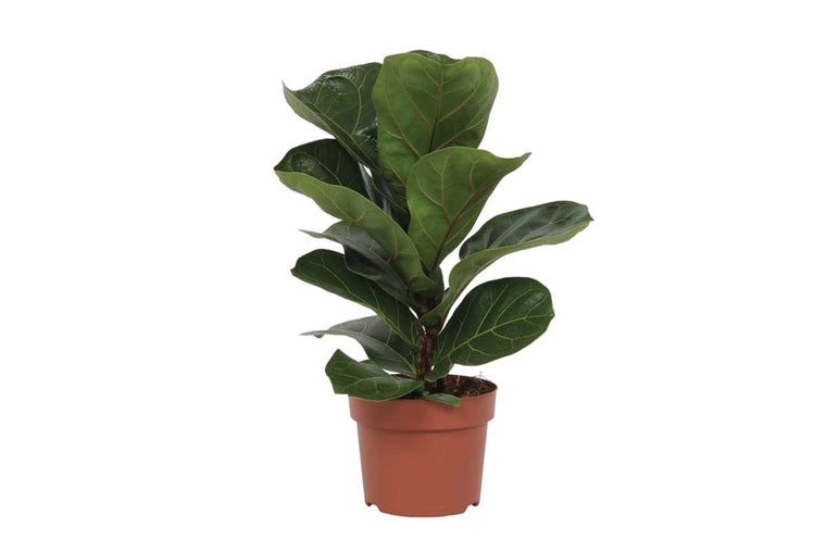 Ficus lyrata 12cm