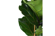 
                  
                    Ficus lyrata
                  
                
