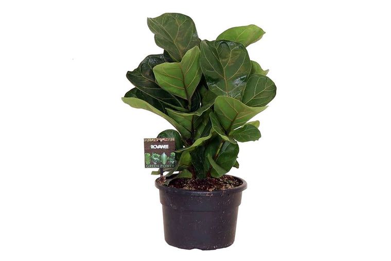 Ficus lyrata 21cm (Clumb)