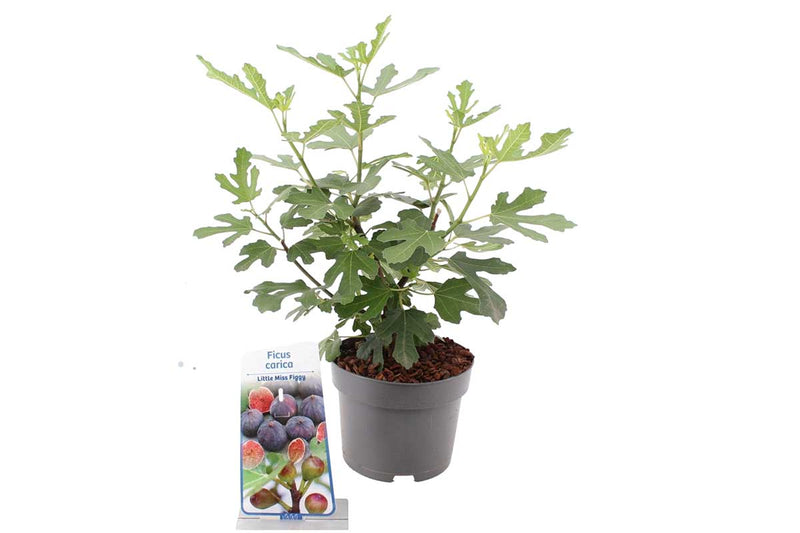 Ficus 'Little Miss Figgy'® 17cm