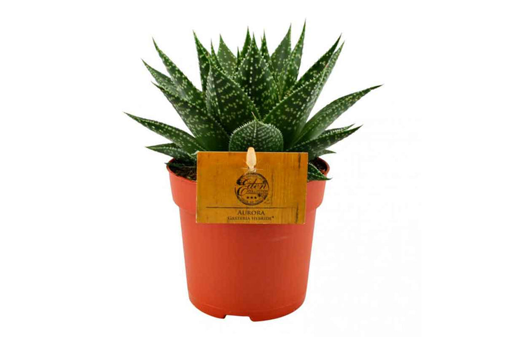 
                  
                    Gasteria aurora - Γαστέρια
                  
                