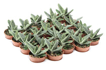 
                  
                    Gasteria 'little warty' 5.5cm - Γαστέρια
                  
                