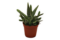 
                  
                    Gasteria 'little warty' 8.5cm - Γαστέρια
                  
                