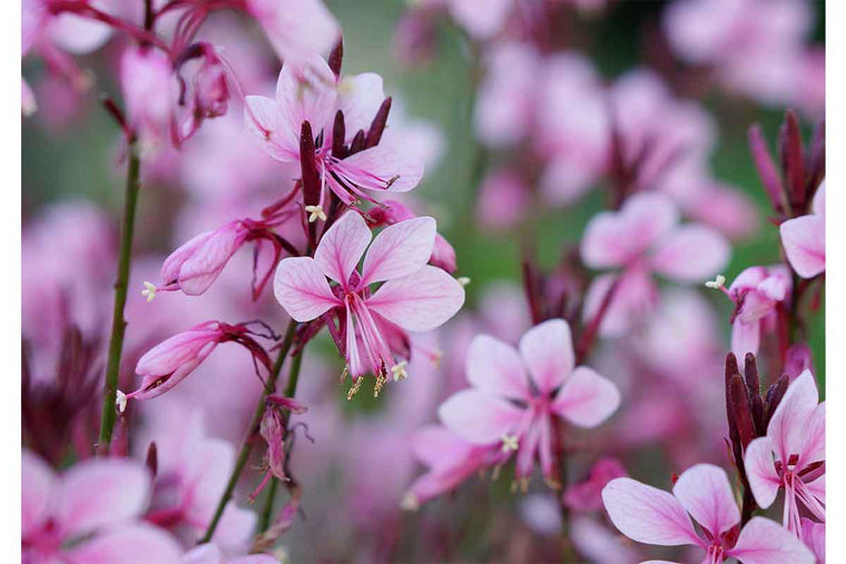 Gaura 'Baby Butterfly'® 19cm