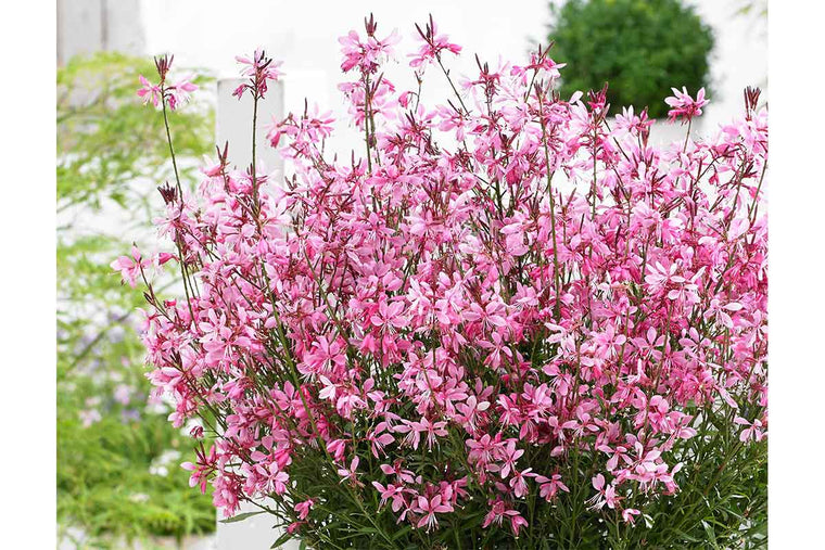 Gaura 'Baby Butterfly'®