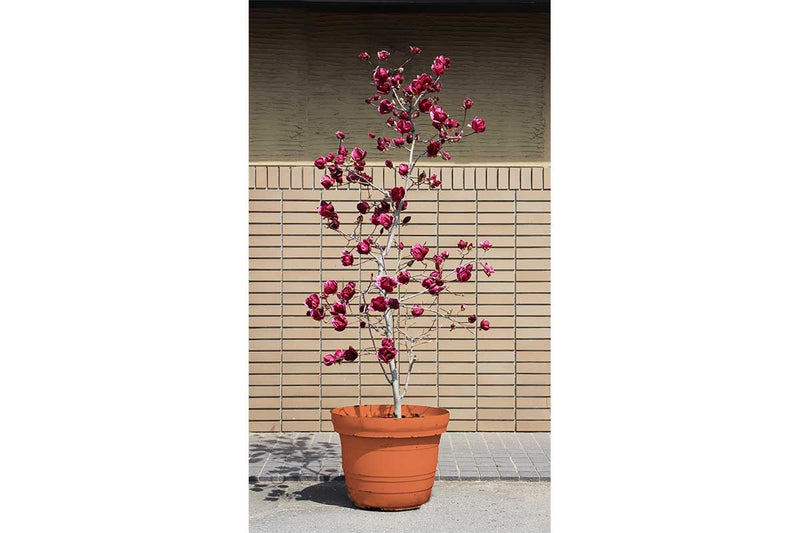 Magnolia 'Genie'® 23cm