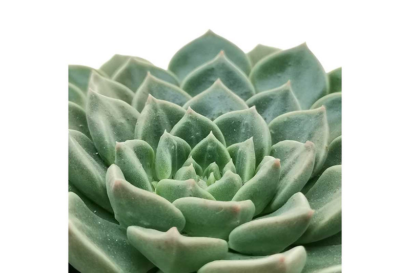 Graptopetalum 'vega' 5.5cm