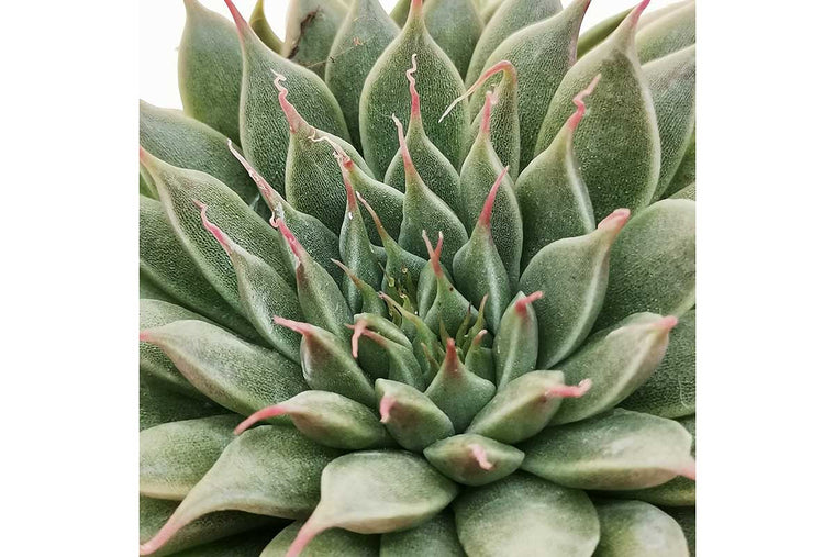 Graptopetalum filiferum 5.5cm