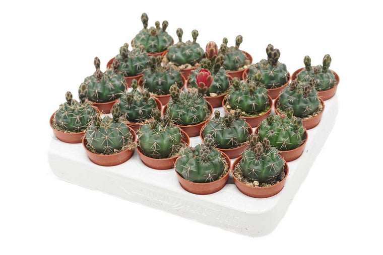 Gymnocalycium baldianum 5.5cm