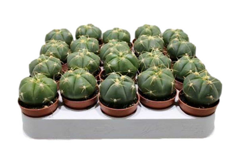 Gymnocalycium horstii 5.5cm