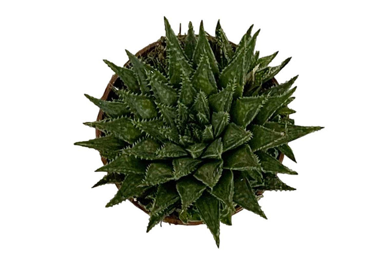 Haworthia batesiana 5.5cm