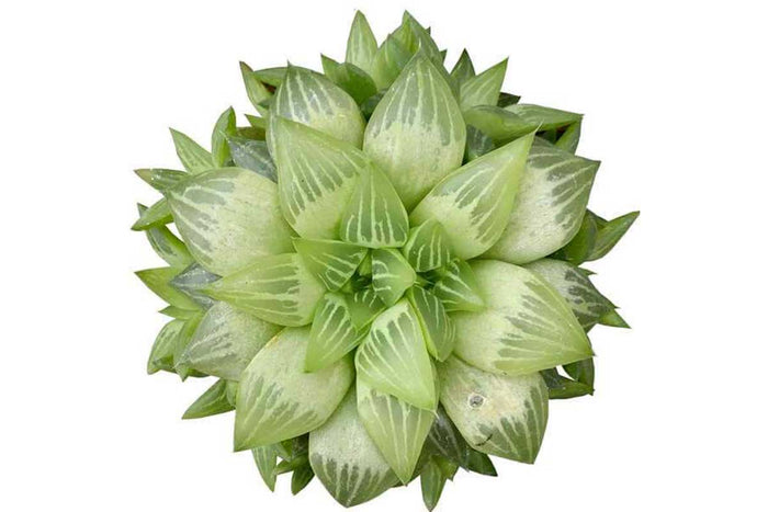 Haworthia cymbiformis