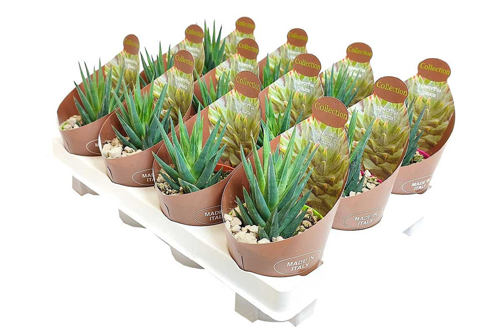 aloe vera plant aldi Haworthia glauca — Χαβόρθια