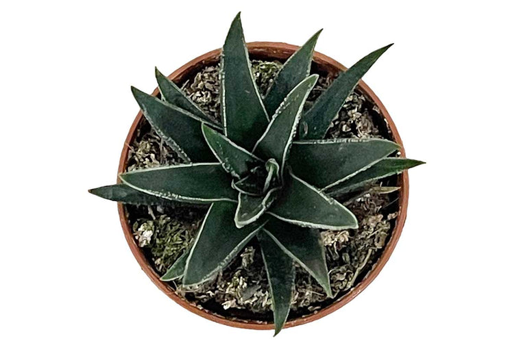 Haworthia radula 5.5cm