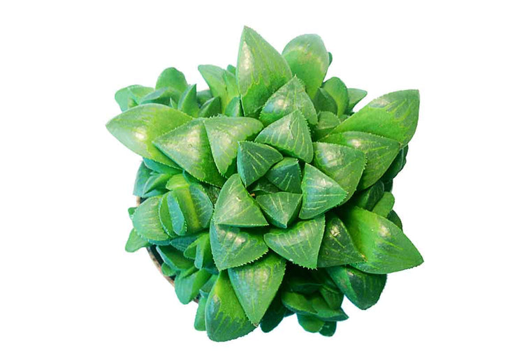 Haworthia retusa - Πρόταση διακόσμησης