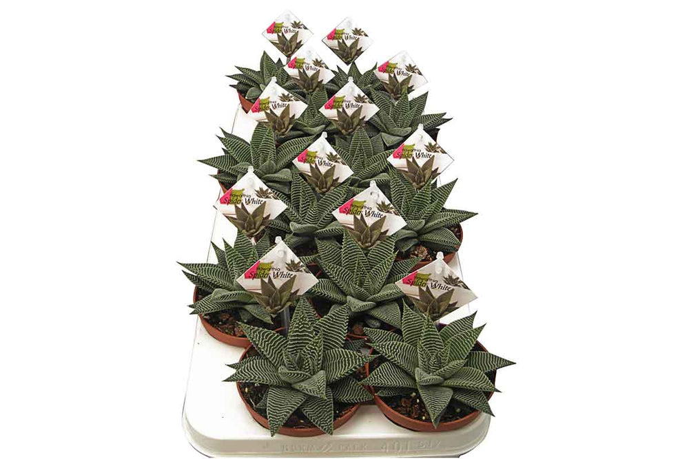 
                  
                    Haworthia limifolia 'spider white'- Χαβόρθια
                  
                
